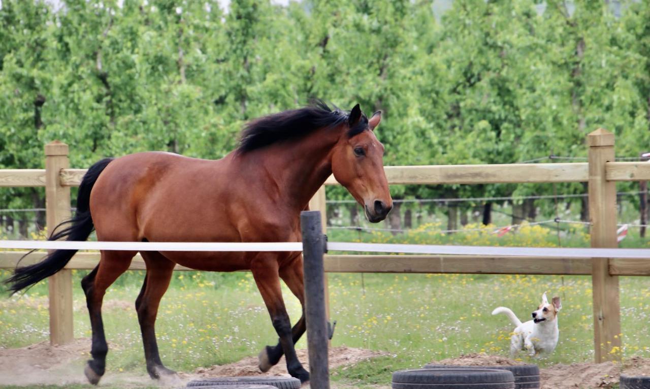 Ontwaken Tussen De Paarden Bed and Breakfast Zoutleeuw Eksteriør billede